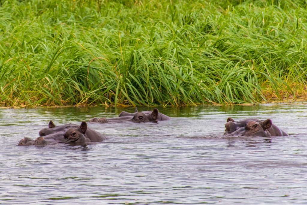 Hippos in the Caprivi Strip in the Cubango River